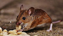 hospital-and-healthcare-facility-pest-management Experts in Markes